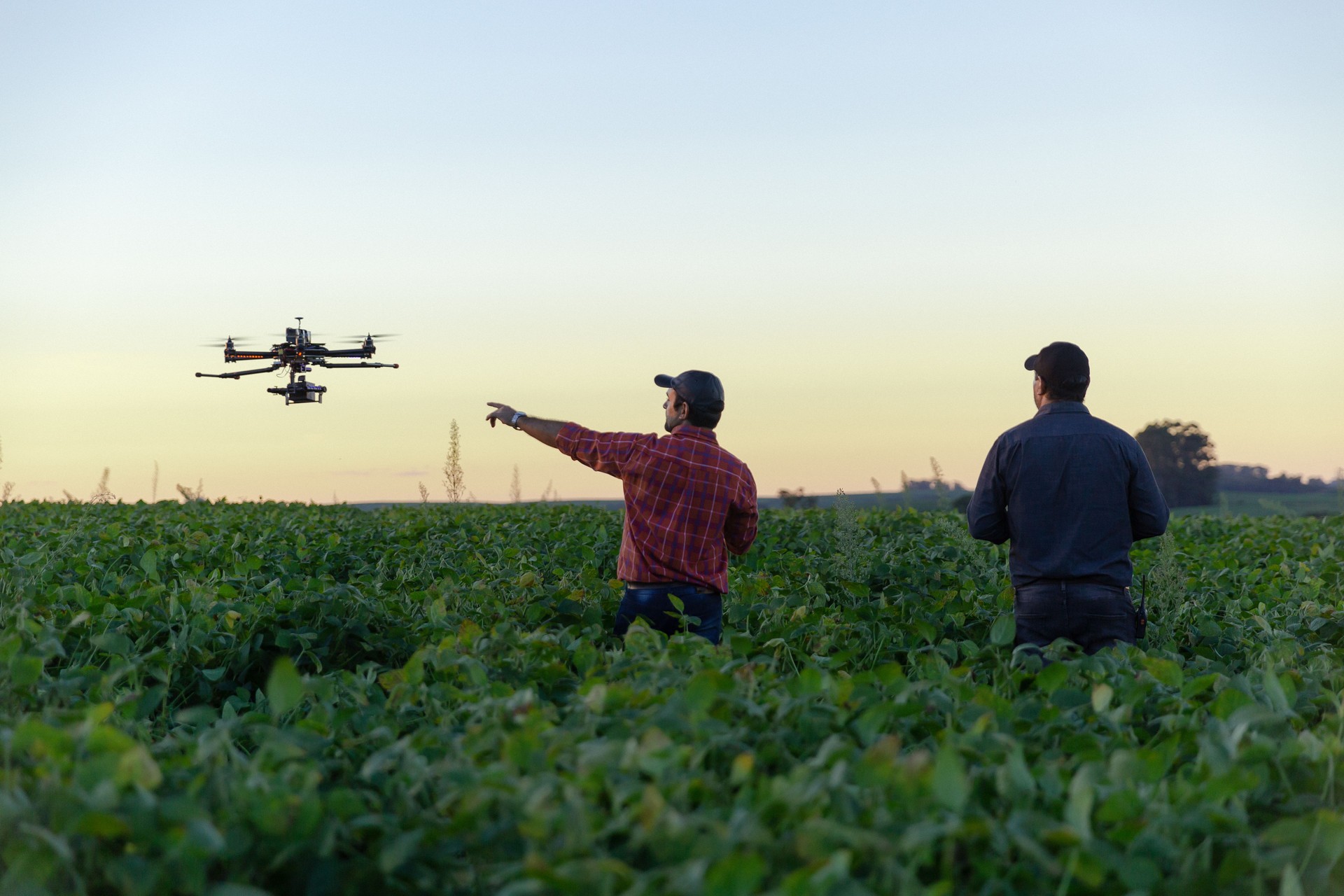 Drone in soybean crop.